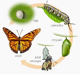 Rare Bugs, Plant Calendar, Life Of A Butterfly, Life Cycle Of A Butterfly, Cycle Of A Butterfly, Stages Of A Butterfly, Butterfly Metamorphosis, Butterfly Family, Eco System