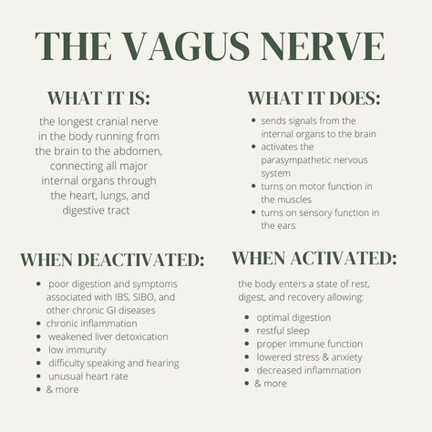 Vagus Nerve Picture, Vagus Nerve And Sleep, Yoga Nervous System, Traumatized Nervous System, The Body Remembers, What Is The Vagus Nerve, Nervous System Diet, Regulating The Nervous System, Vagus Nerve Damage Symptoms