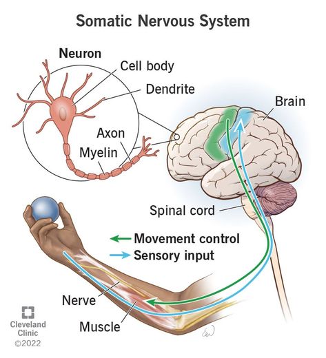 Somatic Nervous System, Beautiful Sister Quotes, Kidney Anatomy, Glial Cells, Neurological System, Referred Pain, The Peripheral, Nursing School Essential, Peripheral Nervous System