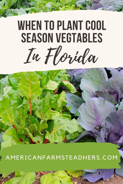 When to Plant Cool Season Vegetables in Florida Season Vegetables, Pastured Poultry, Winter Garden Florida, When To Plant Vegetables, How To Make Compost, When To Plant, Succession Planting, Florida Gardening, Fall Garden Vegetables