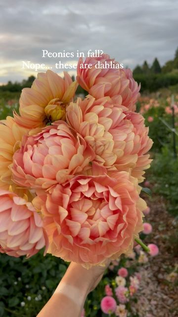 Dahlia Varieties, Dahlia Types, Waterlily Dahlia, Kelgai Ann Dahlia, Dahlia Collarette, Lake Ontario Dahlia, Orange Globe Dahlia, Apricot Desire Dahlia, Water Lilly