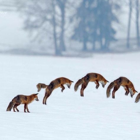 Vulpes Vulpes, Fabulous Fox, Wild Dogs, Red Fox, 귀여운 동물, Wildlife Photography, Beautiful Creatures, Animal Kingdom, The Snow