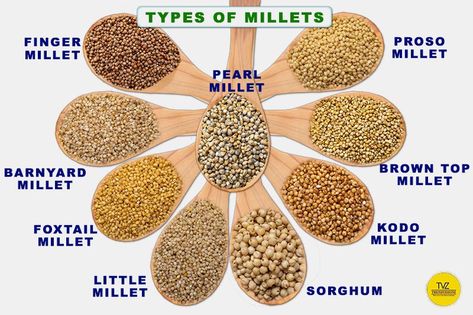 Millets types in India can be broadly classified into two categories: large millets and small millets. Within the large millet category, you’ll find sorghum, pearl millet, and finger millet. On the other hand, small millets include foxtail, barnyard, proso, little, kodo, and browntop millet. Let’s explore the varieties of millets in India #MilletMagic #HealthyEating #Superfood #Trendvisionz Millets Poster, International Year Of Millets 2023, Millet Benefits, Growing Millet, Health Benefits Of Millets Poster, Millet Plant, Types Of Millets, Grains List, Hulled Millet Recipes