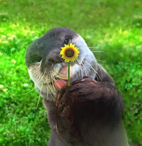 Otter Aesthetics Cute, Otter Wallpapers, Otters In Costumes, Otter Pfp, Sea Otter Pfp, Otter Cute, Baby Sea Otters, Funny Otter Memes, Otter Meme