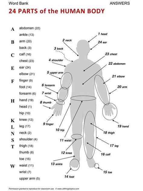 Here is a useful infographic covering 24 parts of the human body for your ESL lessons. Human Body Vocabulary, Esl English, English Time, Esl Lessons, English Vocab, Interesting English Words, English Fun, Good Vocabulary Words, English Lessons For Kids