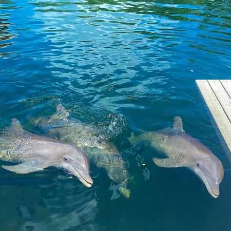 goldie 🧠 Florida Keys Aesthetic, Dolphins In The Ocean, Coastal Cowgirl Beach, Cowgirl Beach, Move To Florida, Miss Florida, Florida Aesthetic, Aesthetic Sea, Aesthetic Coastal