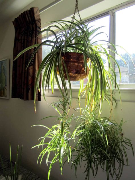 Hanging Indoor Plants, Jasmine Plant, Spider Plant, Hanging Display, Living Room Orange, Fragrant Plant, Pothos Plant, Low Light Plants, Bathroom Plants