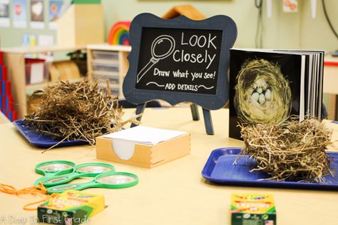 Life Cycle Provocation, Reggio Bird Provocation, Bird Provocation, Spring Provocations, Table Provocations, Provocations Reggio, Chicken Backyard, Oviparous Animals, Birds Nests