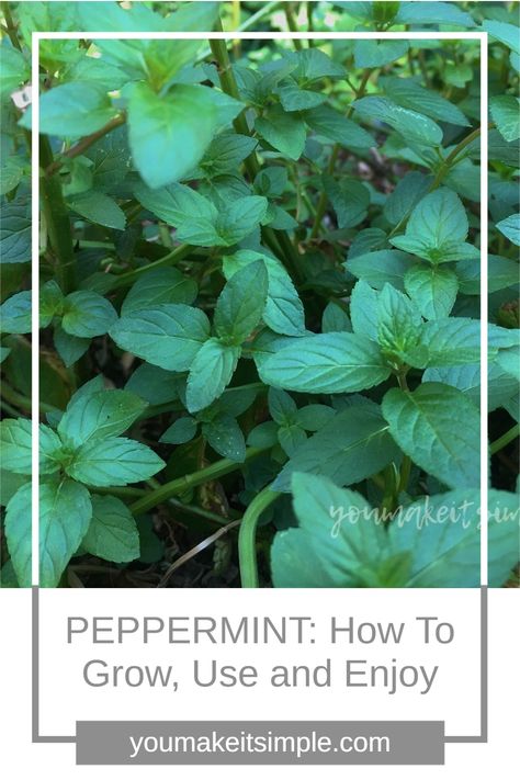 Peppermint Plant Care, How To Care For Peppermint Plant, What To Do With Peppermint Leaves, How To Dry Peppermint Leaves, Peppermint Recipes Fresh, How To Grow Peppermint, Pepermint Plant Benefits, Peppermint Herb Uses, How To Harvest Peppermint