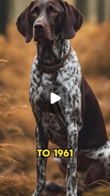 Canine Revolution Dog Training on Instagram: "The origin of the German Short Haired Pointer 🔥 #dogs #dogtraining #dogtrainer #gsp #gspofinstagram #germanshorthairedpointer #huntingdog #germanshorthairpointer #dogbreed #packtalkpodcast" German Short Haired Pointer, German Pointer, Gsp Dogs, Short Haired Pointer, German Shorthair, German Shorthaired Pointer, Hunting Dogs, Dog Trainer, Dog Training