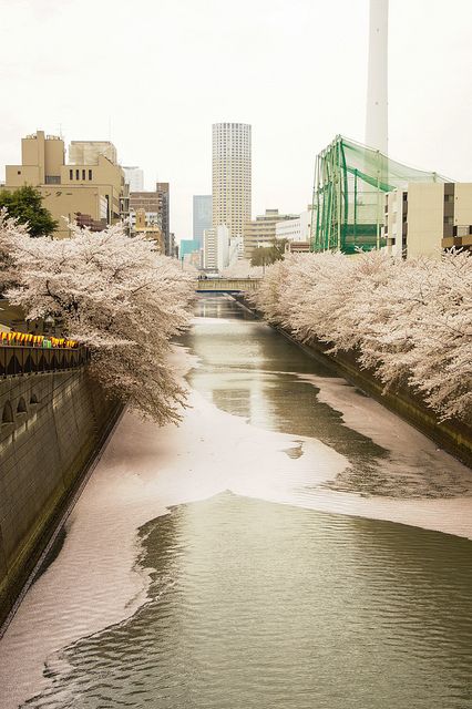 Meguro River Cherry Blossom, Japan Cherry Blossom Aesthetic, Mt Fuji Cherry Blossoms, Cherry Blossom Grove, Japan In Cherry Blossom Season, Travel Channel, Grand Tour, Claude Monet, Japan Travel