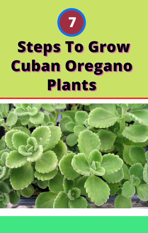 Cuban Oregano Plant, Cuban Oregano, Growing Oregano, Oregano Plant, Modern Farming, Plants In Baskets, Edible Landscape, Kitchen Gardening, Lucky Plant