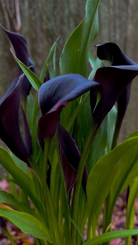 Black Lily Wallpaper, Black Calla Lilly, Black Calla Lily Aesthetic, Calla Lily Aesthetic, Black Lillies, Arum Lillies, Black Calla Lily, Dark Spring, Lily Tattoo Design