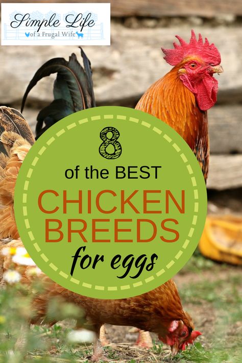 Types Of Laying Hens, Kinds Of Chickens Hens, Laying Hens For Beginners, Different Kinds Of Chickens, Kinds Of Chickens, Chicken Breeds With Pictures, Chicken Breeds For Eggs, Best Chicken Breeds, Chicken Processing