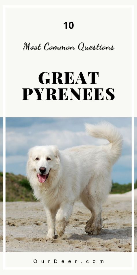 How To Train A Great Pyrenees, Great Pyrenees Painting, Great Pyrenees Photography, Spanish Pyrenees, Great Pyrenees Puppy, Pyrenees Puppies, Pyrenean Mountain Dog, Lion Love, Cute Dog Photos