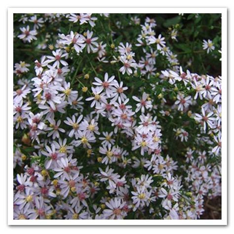 Aster cordifolius, Blue Wood Aster Aster Cordifolius, Wood Aster, Japanese Anemones, Plant Catalogs, Shade Flowers, Herbaceous Perennials, Blue Wood, American Beauty, Companion Planting