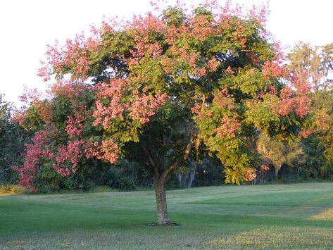 Photo of Golden Rain Tree (Koelreuteria elegans) uploaded by hawkarica Colorado Gardening, Sidewalk Landscaping, Golden Rain Tree, Pride Of India, Rain Tree, Albizia Julibrissin, Fairy Garden Kit, Identify Plant, Ornamental Trees