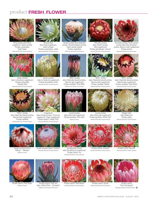 Florists Review - fresh flower: Protea Page 2 of 2 Protea Bouquet, Flower Chart, Australian Native Garden, Flower Identification, Protea Flower, Australian Native Flowers, Australian Garden, Australian Native Plants, Flower Guide