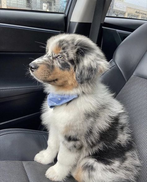 Aussie Shepherd Blue Merle, Cute Australian Shepherd Puppies, Baby Australian Shepherd, Australian Shepherd Merle, Australian Shepherd Christmas, Blue Merle Australian Shepherd, Mini Aussie Puppy, Cute Doggies, Mini Australian Shepherd