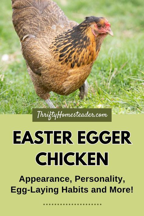 Raising Chickens For Eggs, Chickens For Eggs, Easter Egger Chicken, Raising Turkeys, Urban Chicken Farming, Best Egg Laying Chickens, Chicken Incubator, Easter Eggers, Egg Laying Chickens