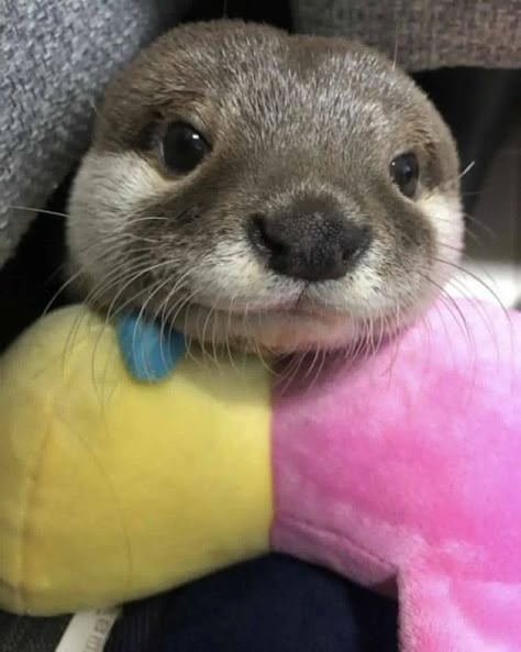 An Animal, Otters