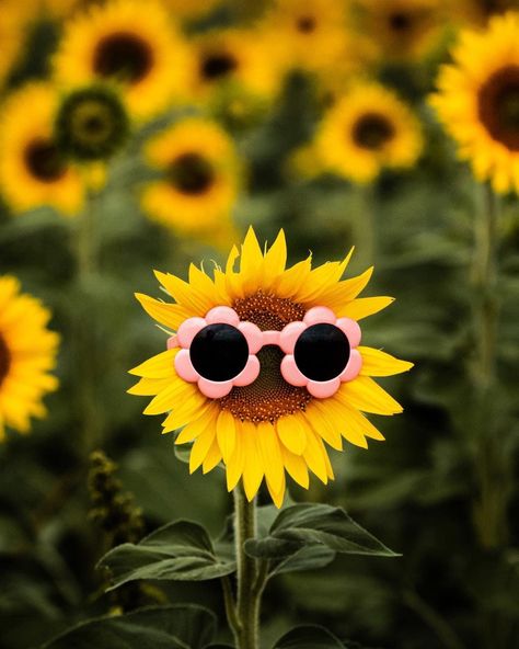 It’s time! Sunflower Mini Sessions are LIVE! 🌻 These will take place at Lesher’s Poultry Farm in Chambersburg. These tend to be the most popular minis of the year - I can’t wait to see you there! 📸 $185 + These are very limited, though more spots *could* be added by request depending on how my other scheduling goes. Sunflower Mini Session, Poultry Farm, Mini Session, Mini Sessions, Spotify Playlist, See You, The Year, Bath And Body, Sunflower