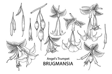 Angel Trumpet flower Brugmansia drawings Elements vector. Angel Trumpet Flower, Trumpet Tattoo, Flower Diagram, Angels Trumpet, Flower Reference, Trumpet Flower, Angel Trumpet, Decorative Set, Bullet Journal Art