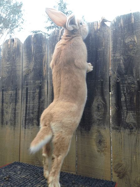 Flemish Giant Rabbit l Largest Known Rabbit - Our Breathing Planet Rabbit Keeping, Flemish Giant Rabbit, Giant Rabbit, Flemish Giant, Giant Bunny, 300 Pieces Jigsaw Puzzle, Pet Bunny Rabbits, Rabbit Breeds, Large Rabbits