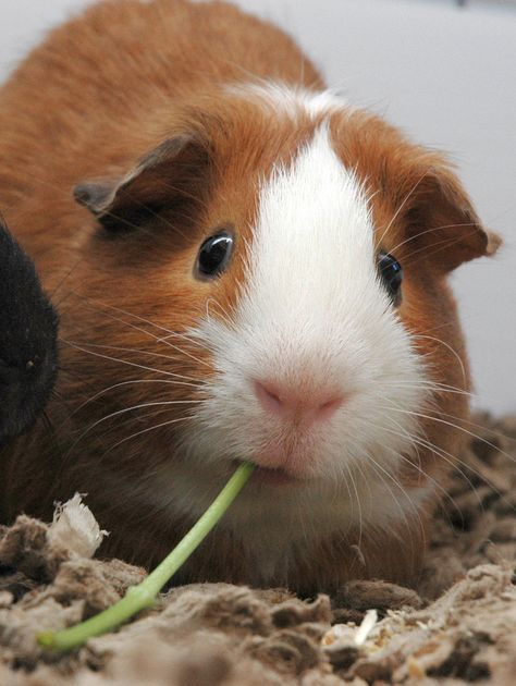 Baby Guinea Pigs, Huge Eyes, Pig Pictures, Pet Guinea Pigs, Guinea Pig Care, Cute Guinea Pigs, Cute Piggies, Pet Bunny, Sweetest Thing