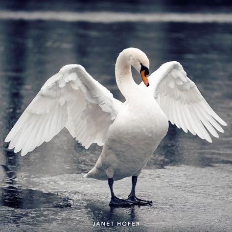 Swan Reference Photo, Swan Front View, Swan Anatomy, Swan Reference, Swan Flying, Swan Photos, Flying Swan, Swan Photo, High Key Photography