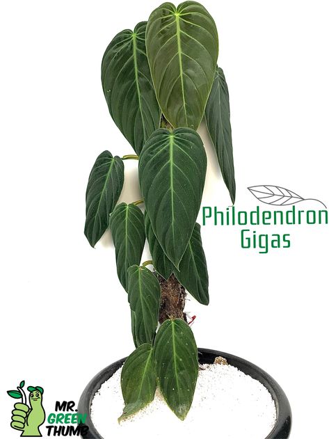 Philodendron Gigas, Botanical Academia, Philodendron Varieties, Rare Houseplants, Houseplant Collection, Philodendron Care, Plant Texture, Plant Wishlist, Philodendron Plant