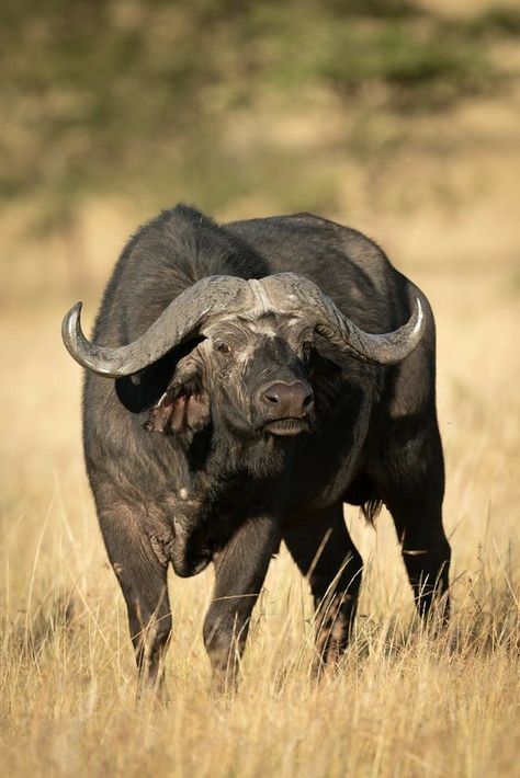 Wild Bull, Buffalo Painting, Cape Buffalo, Buffalo Animal, African Buffalo, Buffalo Art, Tattoo Nature, Wild Animals Pictures, Big 5