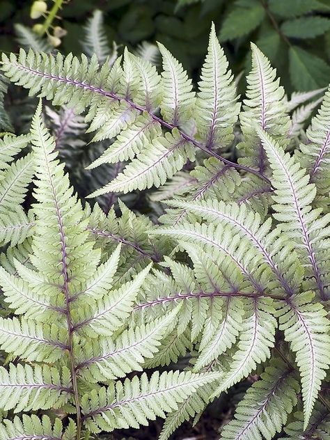 Athyrium Niponicum, Japanese Fern, Painted Fern, Japanese Painted Fern, Low Light House Plants, Fern Plant, Starter Plants, Orchid Care, White Gardens