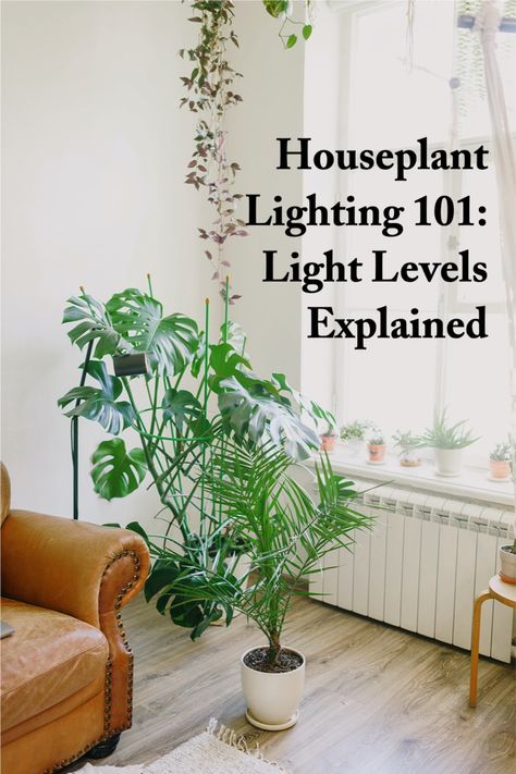 Houseplant lighting 101 Filtered Light Plants, How To Get More Light In House, Light Levels For Plants, Indoor Plants Lighting, Bright Indirect Light Plants, Plant Light Guide, Direct Light House Plants, Plant Lights Indoor Setup, Plant Lighting Guide