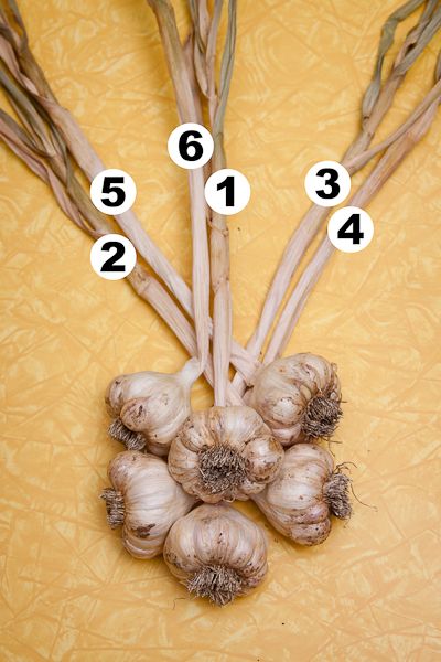 Garlic Braid Decor, Plant Garlic, Braiding Garlic, Garlic Varieties, Mincing Garlic, How To Store Garlic, Storing Vegetables, Veg Garden, Food Garden