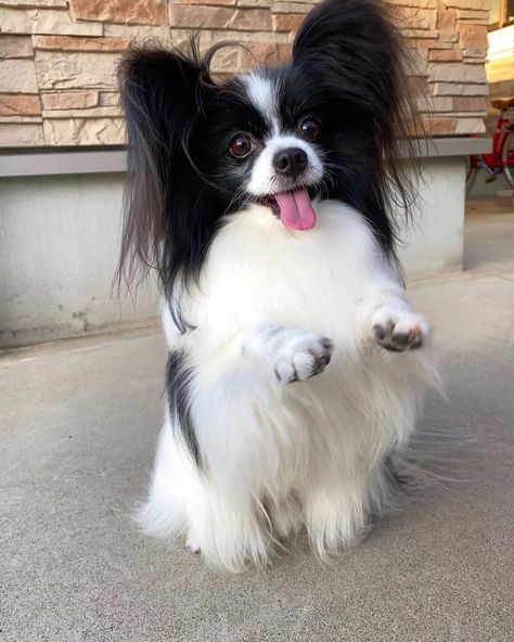 Pappion Dog, Phalene Dog, Papillon Dog Puppy, Papillon Puppy, Papillon Dog, Black And White Dog, Really Cute Dogs, Dog Facts, Chihuahua Puppies