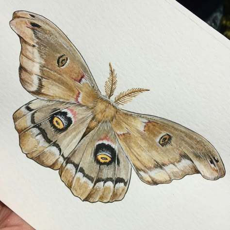 Moth Drawing Color, How To Draw Moths, Moth Watercolor Painting, Moth Painting Acrylic, Moth Drawings, Moth Sketch, Watercolor Bugs, Watercolor Moth, Bug Painting