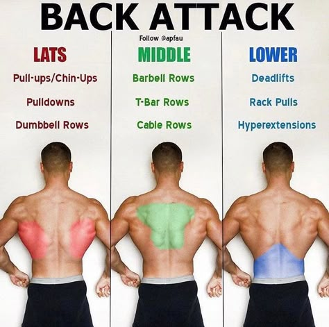 Somewhat accurate representation of anabolic resistance for the back. Refer to later. Back Exercise, Back Workouts, Easy Stretches, Planet Fitness, Weight Training Workouts, Popular Workouts, Aerobics Workout, Workout Stuff, Training Workouts