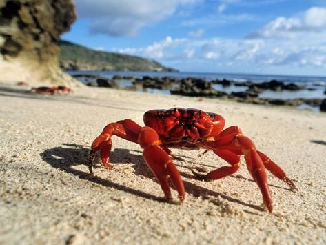 12. via National Geographic: Red crab found only on Christmas Island, Australia Crab Images, Crab Mentality, Beach Painting Ideas, Crab Jewelry, Gopro Photos, Crab Art, Red Crab, Crab Shells, Christmas Island