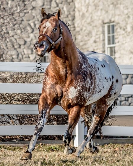 The Secret Pardon, Appaloosa Stallion in | MyHorseForSale.com Appaloosa Horses For Sale, Cow Boys, Appaloosa Horse, Horse Pics, American Quarter Horse, Most Beautiful Horses, Quarter Horses, Appaloosa Horses, Majestic Horse