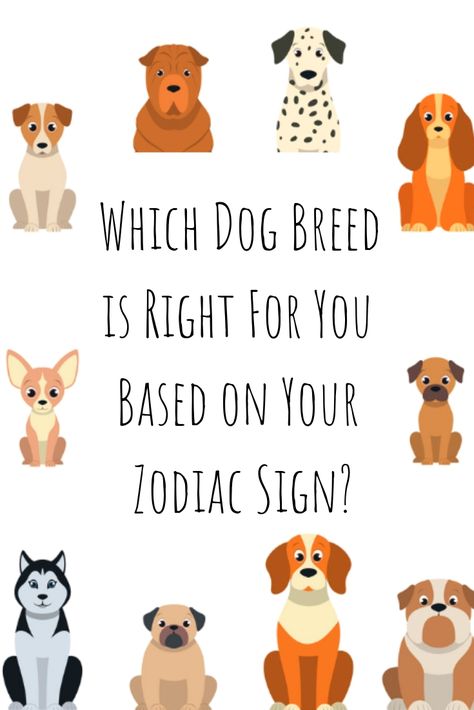 Which dog is right for you according to your zodiac sign! Here is a list of which dog breeds you are most compatible with according to your zodiac sign. The personality traits of dog breeds are different, so you should look into the traits of each dog breed before adopting a dog. Find out what type of dog breed you should get! #Dogbreed #Dogs #Zodiacsigns Dog Personality Types, Zodiac Signs As Dog Breeds, Zodiac Signs As Dogs, Dog Breeds List With Numbers, Types Of Dogs Breeds List, Dog Astrology, Which Dog Are You, What Cat Breed Are You Zodiac, 12 Zodiac Animals