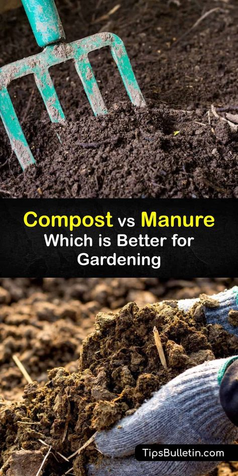 Learn the differences between compost, fresh manure, and composted manure. Manures are animal waste, including cow manure, chicken manure, and horse manure. On the other hand, compost is organic material made from yard and food waste. #difference #compost #manure Cow Manure Compost, Cow Manure For Garden, Horse Manure For Garden, Composting Leaves, Growing Mushrooms Indoors, Chicken Composting, Potatoes Growing, How To Start Composting, Manure Composting