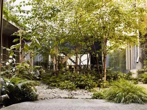 Hydrangea Aspera, Dan Pearson, Japanese Forest, Juergen Teller, London Garden, Gravel Garden, Chinese Garden, Forest Garden, Sustainable Garden