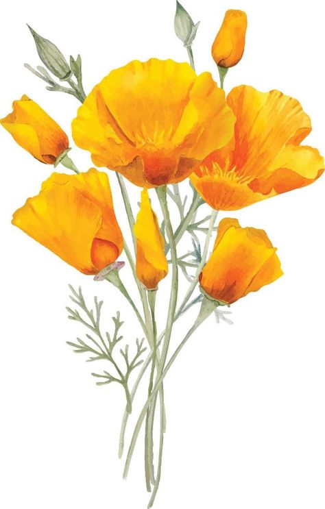 Watercolor orange california poppies flowers California Poppy Drawing, Poppies California, Painted Wine Glasses Diy, Hand Painted Wine Glasses Diy, California Poppy Art, Iceland Poppies, Wine Glasses Diy, Poppy Decor, Macrame Craft Ideas