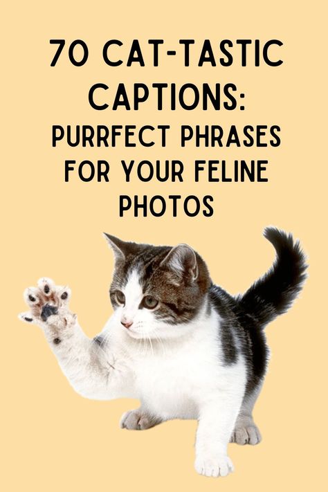 Are you a cat lover wanting to add some charm to your Instagram feed with purr-fect captions? You've come to the right place! We've gathered a collection of the funniest, most adorable, and heartwarming cat quotes to make your Instagram posts pop. Cat Nap Quotes, Cat Sunday Quotes, Cute Cat Quotes For Instagram, Cute Pet Sayings, Coffee And Cats Quotes, Cat Mom Captions, Kitten Quotes Cute, Cat Puns Captions, International Cat Day Quotes