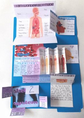 Human Body Lapbook, Anatomy Activities, Human Body Homeschool, Human Body Unit Study, Lapbook Ideas, Free Human Body, Human Body Activities, Human Body Unit, Human Body Systems