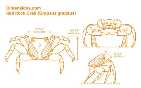 Crab Anatomy Drawing, Invertebrates Animals, Crab Concept Art, Giant Crab Art, Rock Crab, Commercial Fisherman, Crab Vector Illustration, Blue Crab Illustration, Animals Information