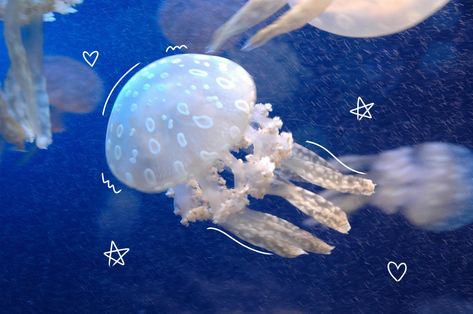 Aesthetic Sea Creatures, Wallpaper Agua, Jellyfish Swimming, Princess Jellyfish, You Are My Moon, Cocoppa Wallpaper, Beautiful Sea Creatures, Alien Stage, Aquatic Animals