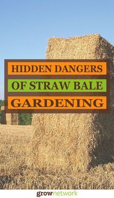 Straw bale gardening can destroy your garden. A bold claim, but it’s true. And the evidence is mounting. Click thru to read more... | Gardening, Urban gardening, Sustainable living, Permaculture, Homesteading, Compost, Beekeeping, Natural health, Survival, Off-grid, Prepping #growyourowngroceries #homegrownfoodoneverytable Strawbale Gardening, Living In The Woods, Straw Bale Gardening, Straw Bale, Straw Bales, Permaculture Gardening, Gardening Techniques, Urban Homesteading, New Garden