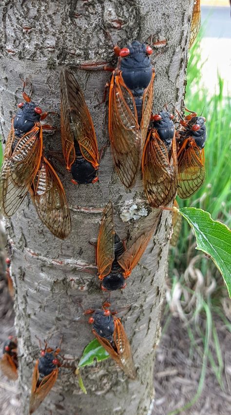 Cicadas Strike A Pose With Their Red Eyes, Orange Wings [PHOTOS] | Patch Cicada Photography, Beetles Insect, Periodical Cicada, Cicada Brooch, Deer Lady, Bug Wings, Cicada Shell, Cicada Tattoo, Red Insects